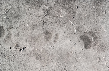 Bear footprint