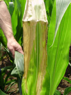 Figure 3: Symptoms of leaf scorch in corn due to drought stress