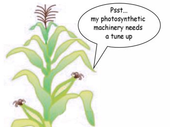 Corn plant with speech bubble saying photosynthetic machinery needs a tune up