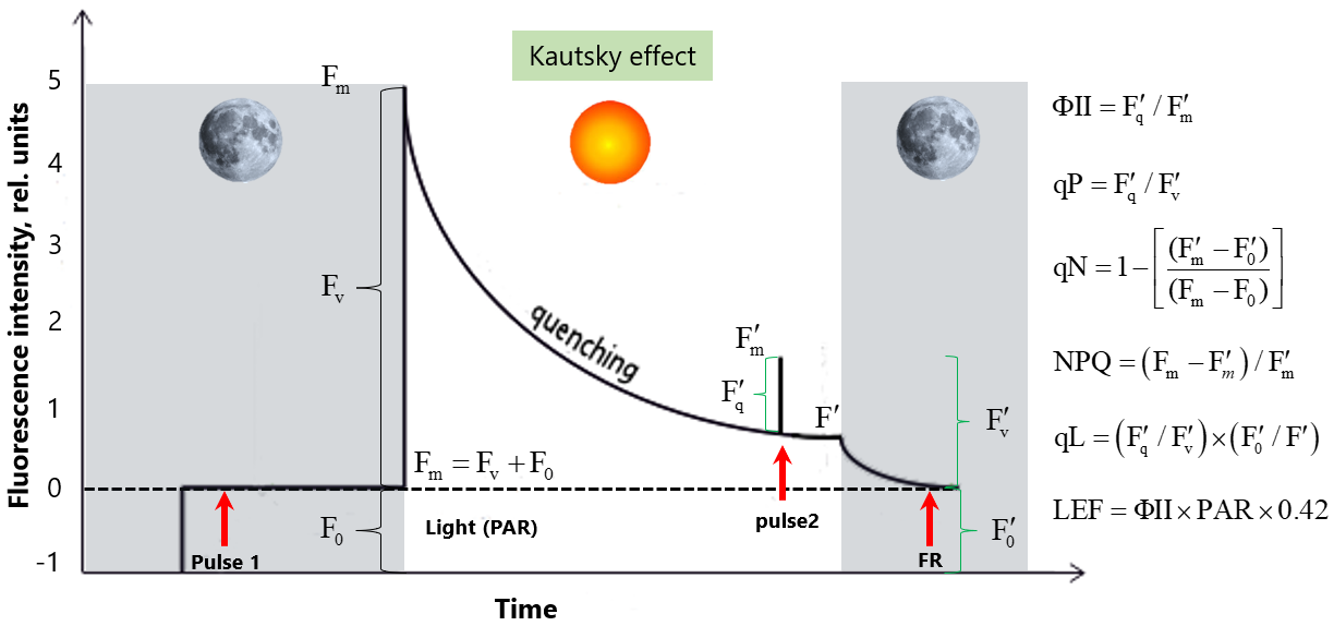 Figure 5: Typical chlorophyll fluorescence emission trace for a light-adapted leaf with PAM fluorometer