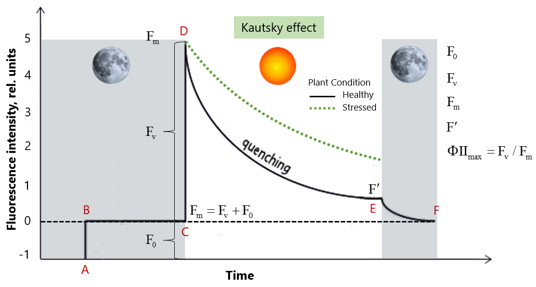 Figure 4: Typical chlorophyll fluorescence emission trace for a dark-adapted leaf