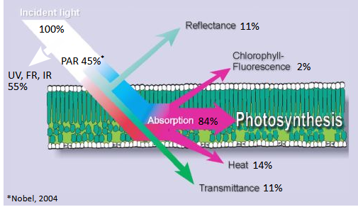 Figure 1: Light partitioning in a leaf showing PAR absorption, reflectance, fluorescence, heat and transmittance