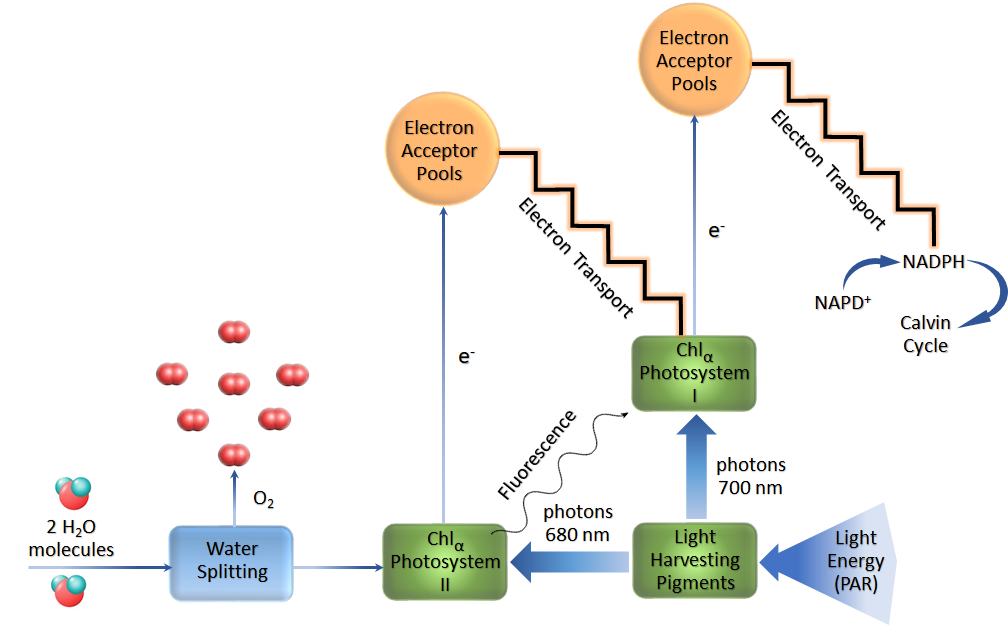Figure 2: The light reaction of photosynthesis showing chlorophyll fluorescence from Photosystem II