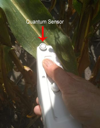 Figure 6: Hand-held PAM fluorometer with top-mounted quantum sensor