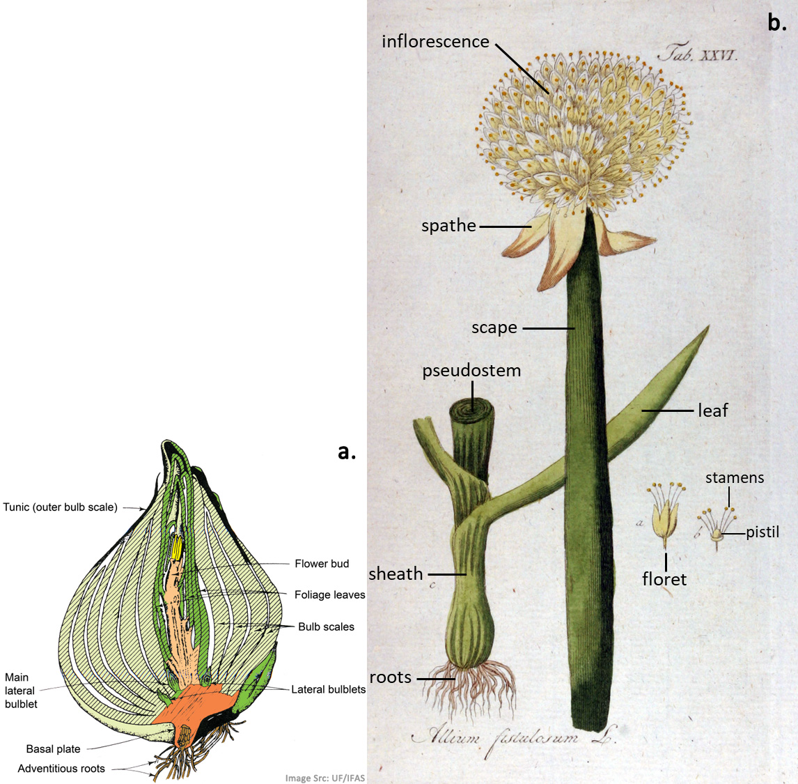 Figure 2a onion bulb anatomy and Figure 2b Allium fistulosum botanical illustration