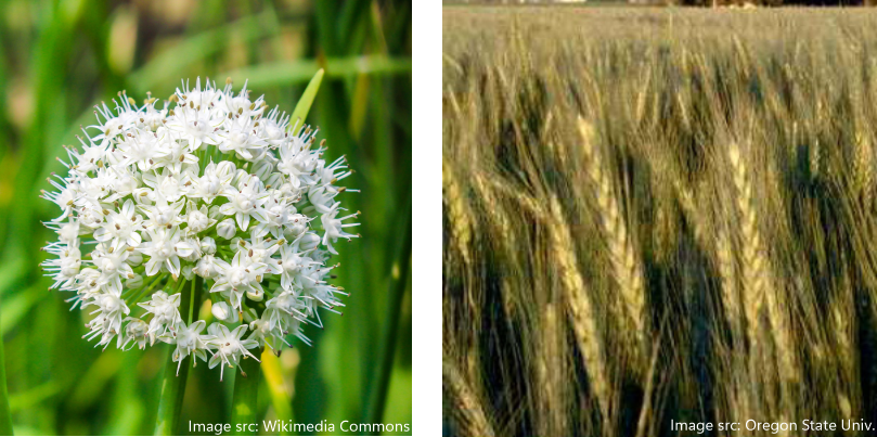 Allium inflorescence compared to wheat grain heads