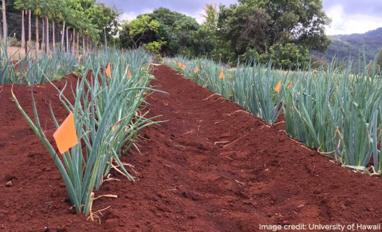 The practice of earthing up Negi onion stimulates the growth of leaf sheaths