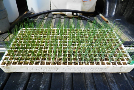 Figure 3: Float bed tray with Negi onion transplants