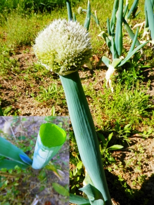 Figure 1: Allium fistulosum inflorescence and hollow leaf cross-section