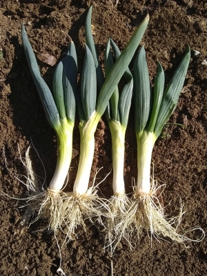 Japanese Negi cv. Shimonita harvested January 2020