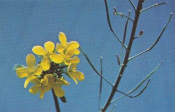 Brassica flower and seed capsule