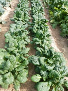 Mature Yukina Savoy planting November 2017