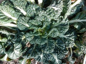 Yukina Savoy Brassica rapa variety in January 2018