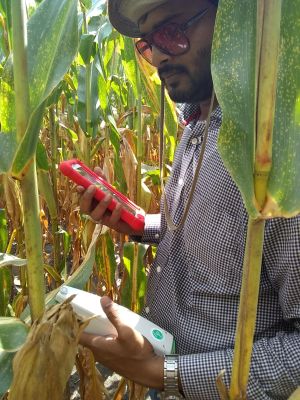 Taking leaf measurements with MultispeQ in one hand and mobile device in the other