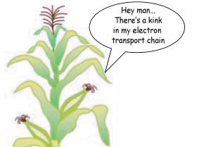 Corn plant saying there is a kink in my electron transport chain