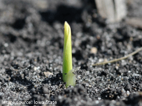 Corn seedling emerging from soil