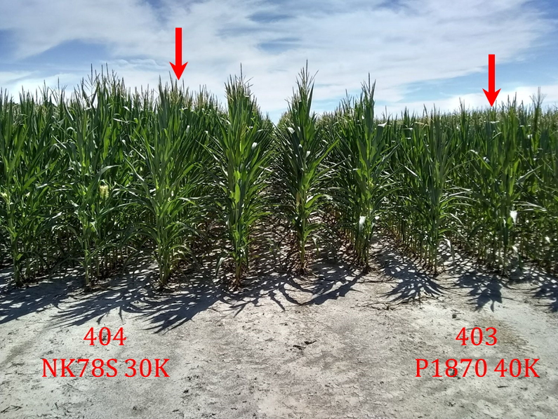 Figure 3: Maize plants exhibiting stress and leaf rolling