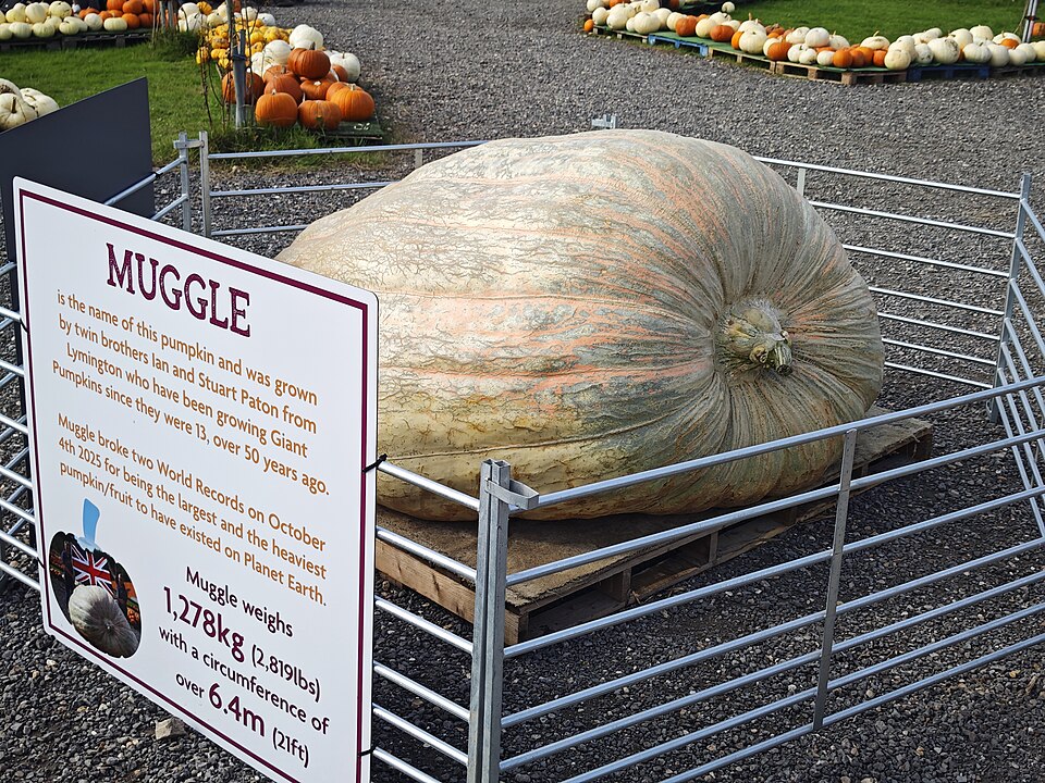 Muggle the giant pumpkin weighing 2819 pounds world record